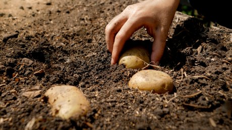 Выращивание картофеля в грядах-коробах по методу СеДеК, ч.1